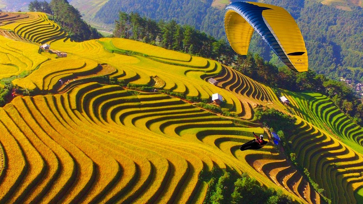 Bạn nên đến Yên Bài vào mùa lúa chín