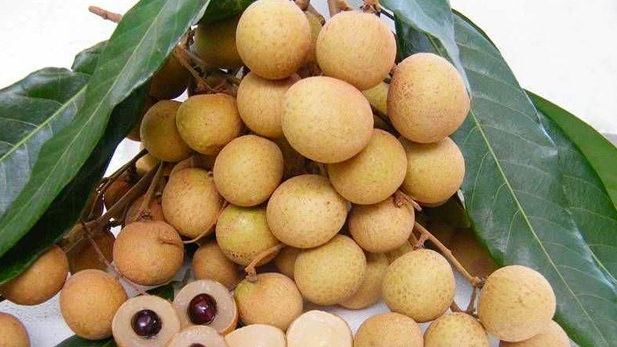 Hưng Yên tháng 7 nhãn lồng tươi ngọt