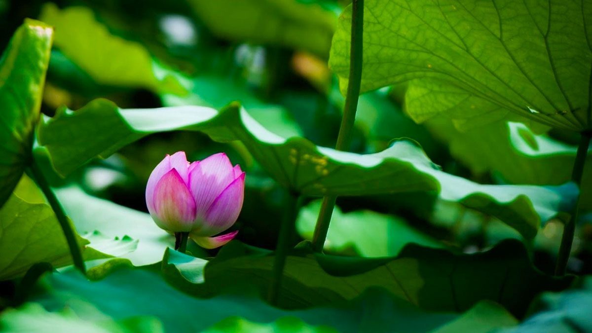 Khám phá Hưng Yên mùa sen nở tháng 5