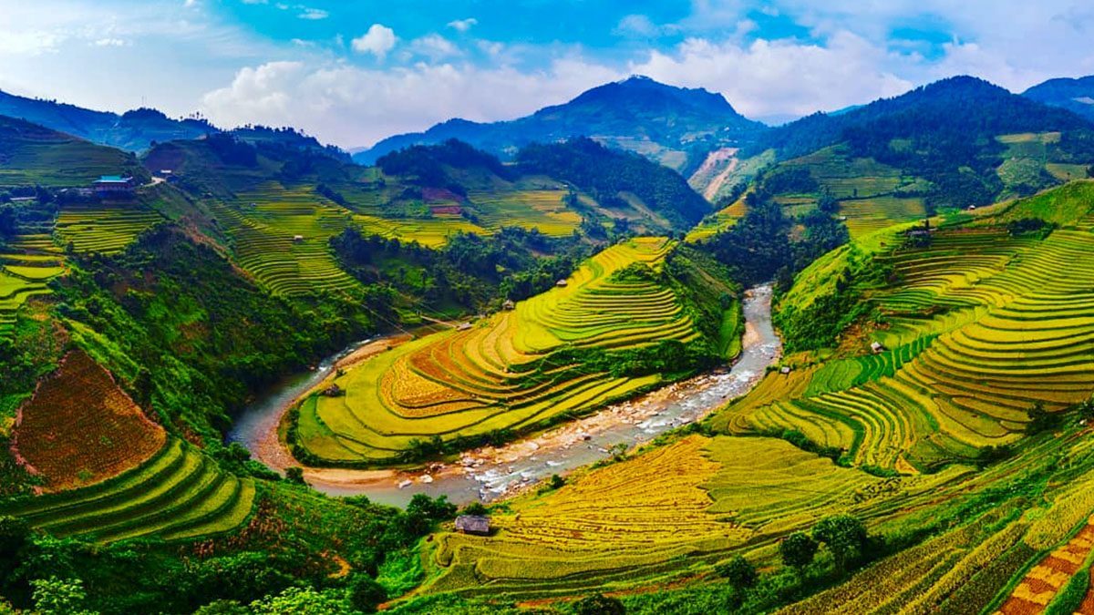 Mùa vàng tại Mù Cang Chải