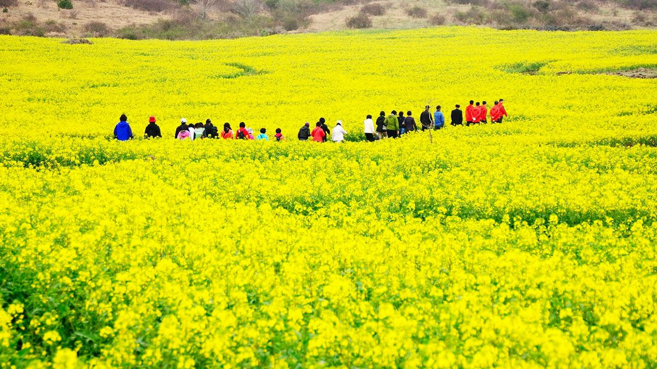 Cánh đồng hoa cải ở Tam Đảo