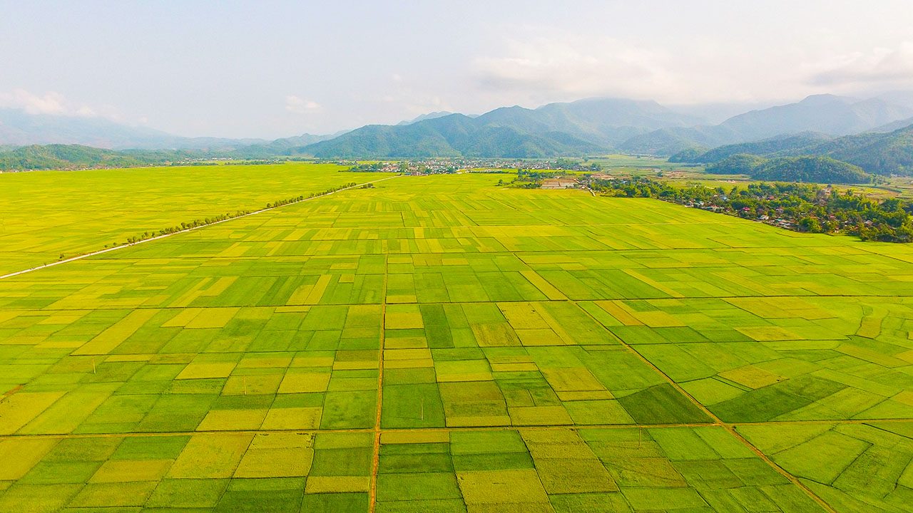 Cánh đồng Mường Thanh