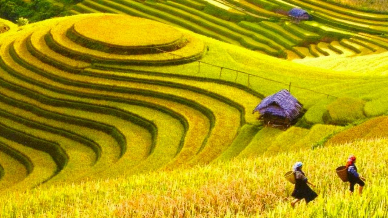 Vẻ đẹp tuyệt vời của ruộng bậc thang Hoàng Su Phì