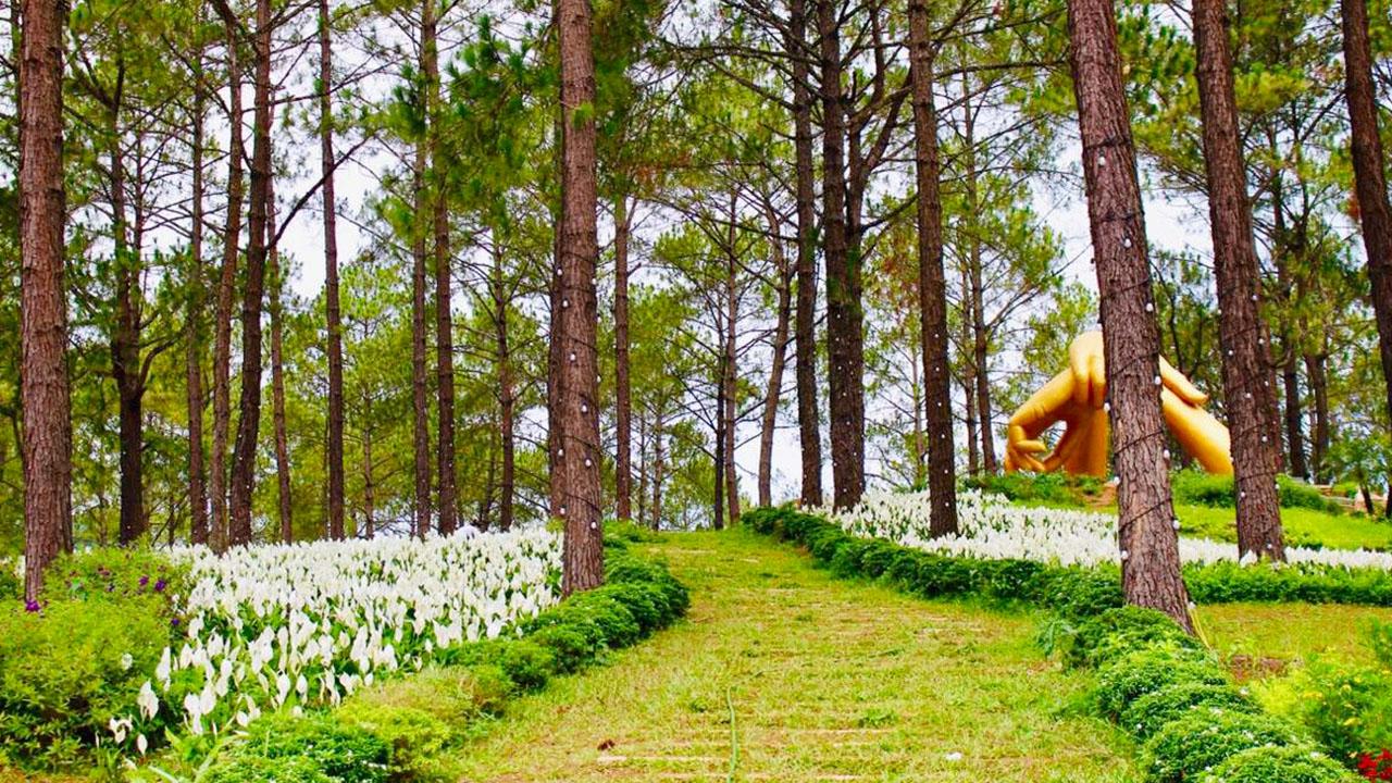 Rừng Thông Bản Áng