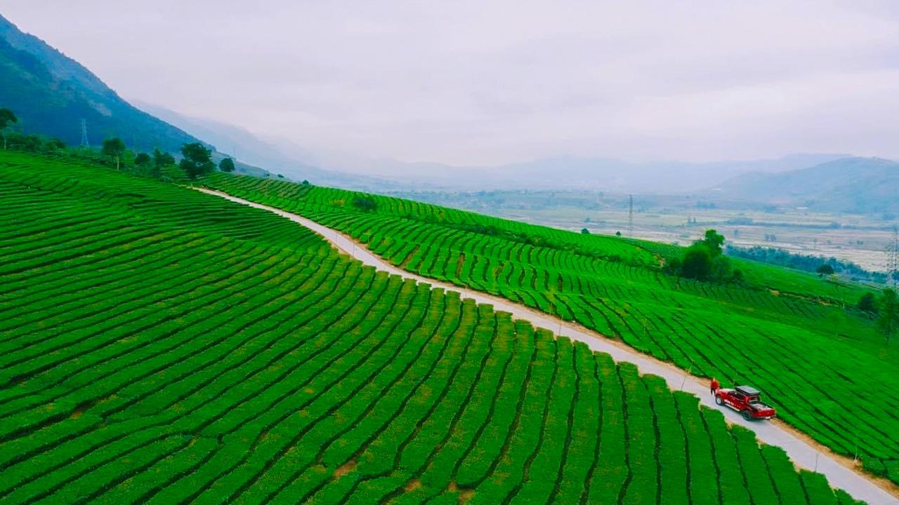 Đồi chè Tân Uyên