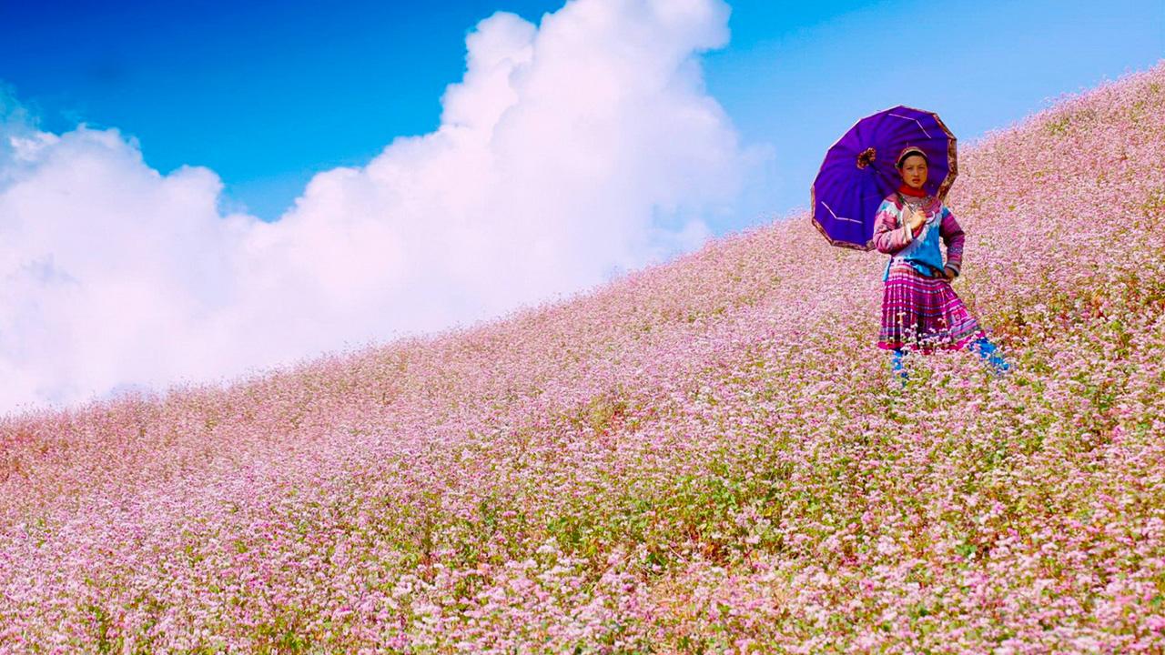 Đồi Hoa Tam Giác Mạch