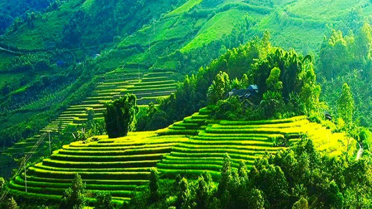 Đồi chè Mộc châu xanh bát ngát