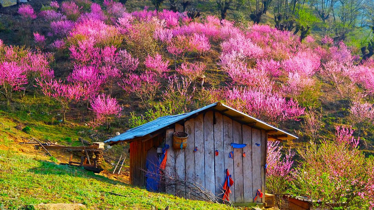 Mùa xuân Tây Bắc