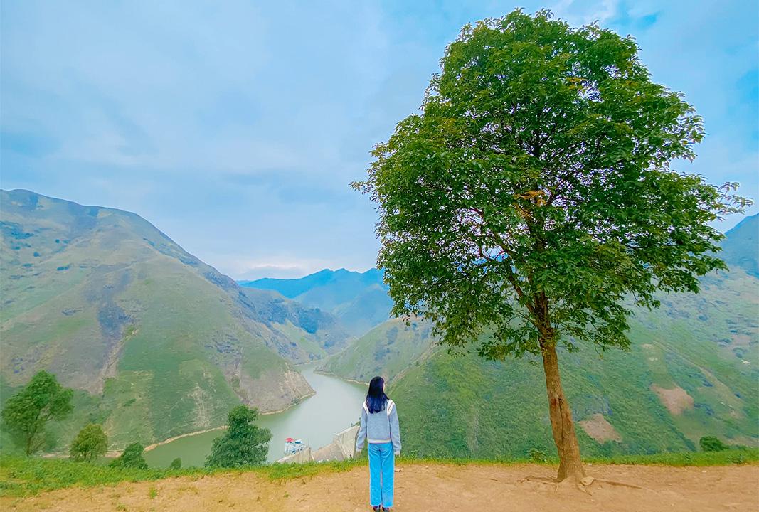 Cây Táo Mèo Cô Đơn