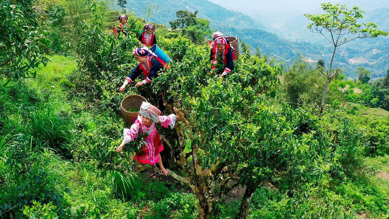 Đồi Chè Cổ Thụ Tà Xùa