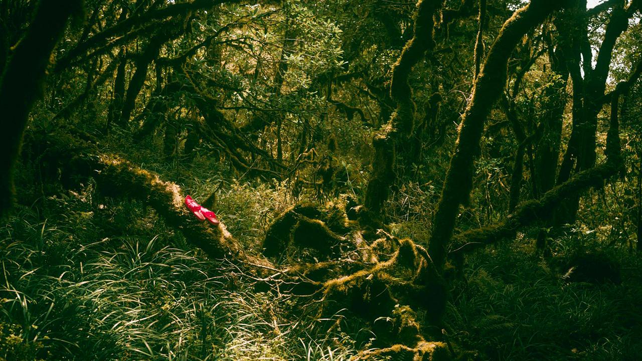 Khu Rừng Rêu Cổ Kính