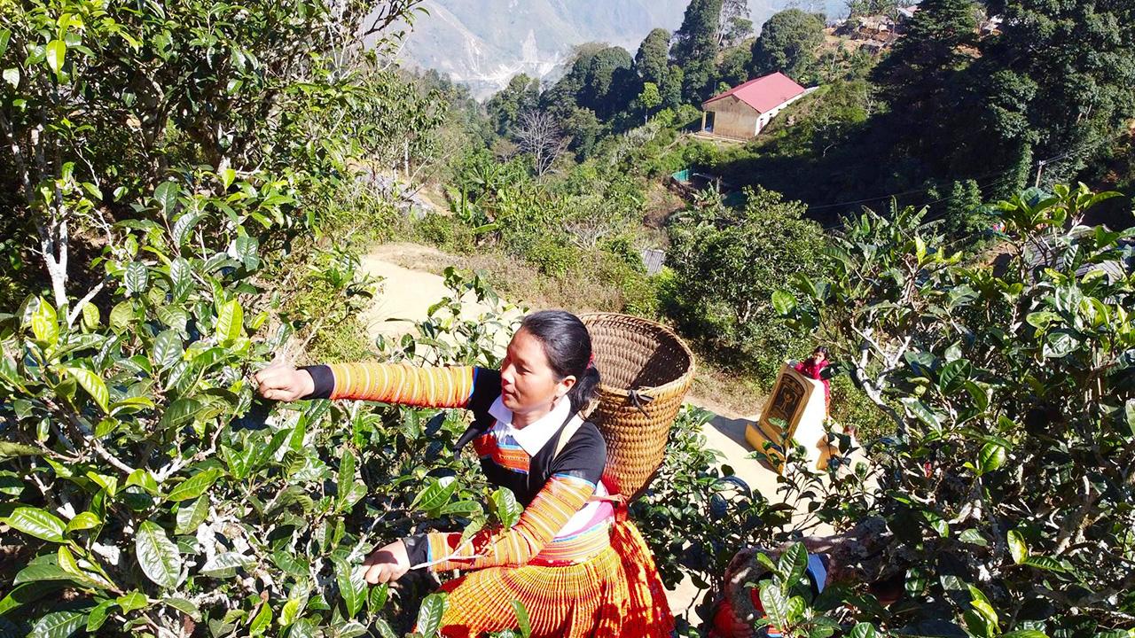 Chè Tà Xùa – Hương Vị Núi Rừng